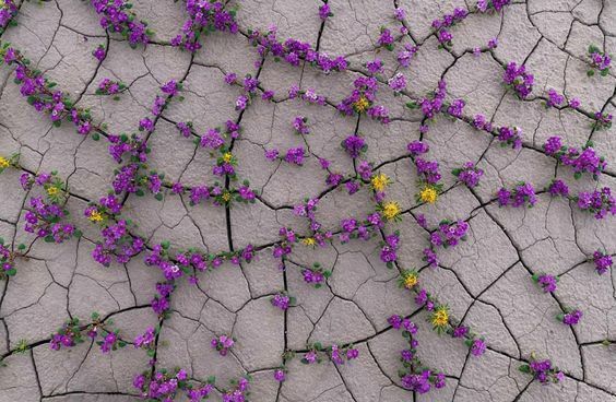 Gunas in Ayurveda: Soft x Hard